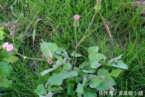 铲掉|农田里常有的一种野草,常被农民铲掉,清热解毒的良药,您认识吗