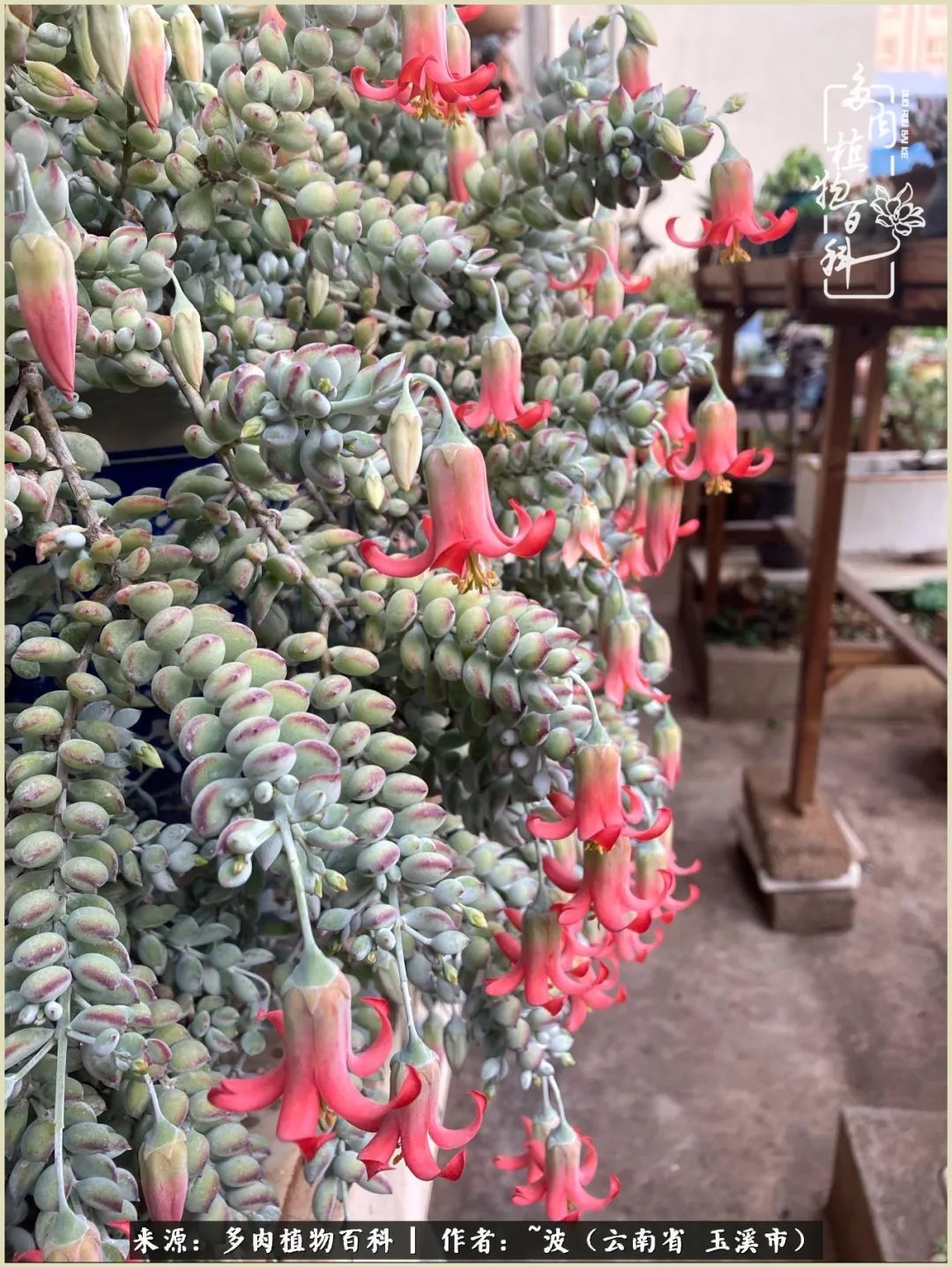 多肉|遇见即美，花事未荼蘼！种一桌子多肉，看花开花落！