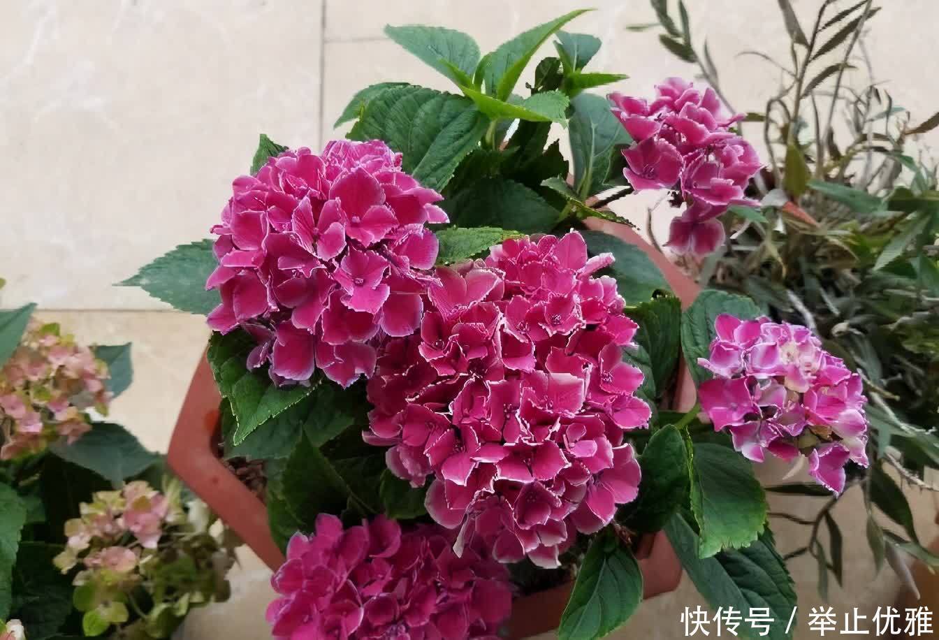 养好绣球花,有“2招”,枝子多花苞多开成花球