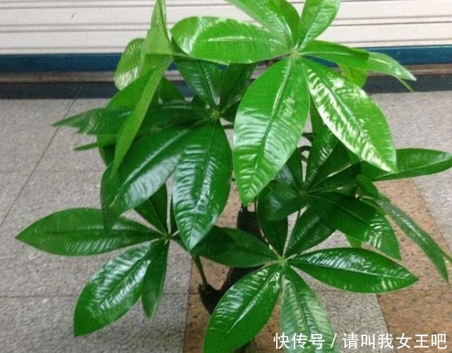 平安树|什么发财树,平安树,不如这2种“老树”好养,大气,富贵又镇宅!