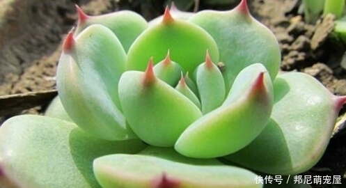 新手养肉难？这些好看又好养的多肉，非常适合新手！你都养过吗？