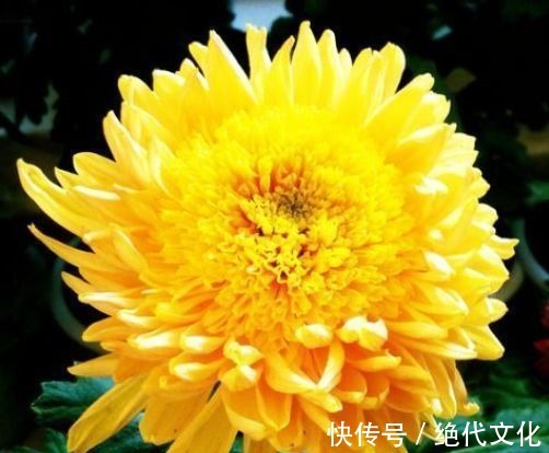 珍稀品菊“唐宇托桂”,似金凤展翅,金光灿灿,实属养花首选