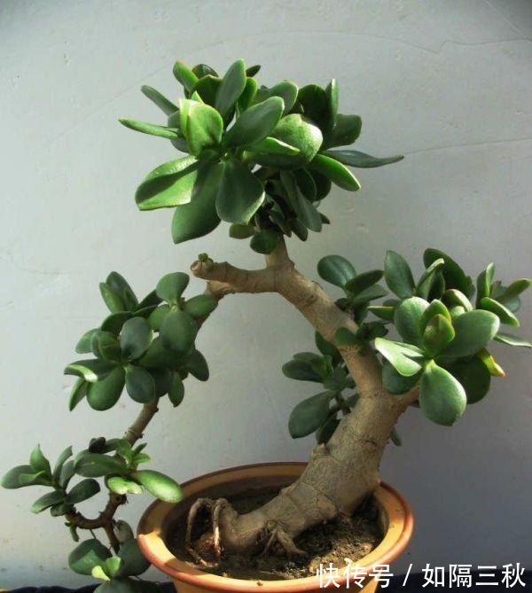 家里有5种花,春天记得“打头”修剪1下,这样才能长“饱满”