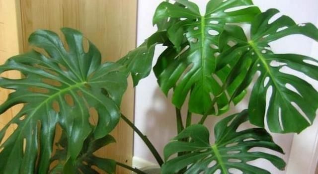 “3种花”养客厅,大气、上档次,吸“甲醛”效果好,空气清新