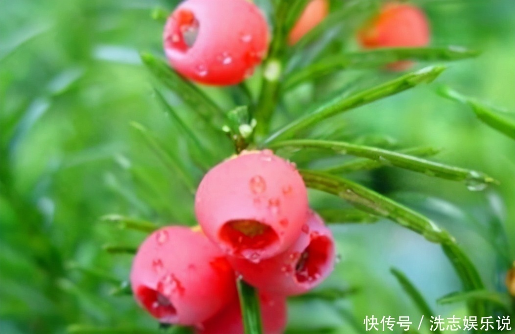 健康长寿|女性要学会常吃3种食物,祛斑养颜,延缓衰老,好处多多哟