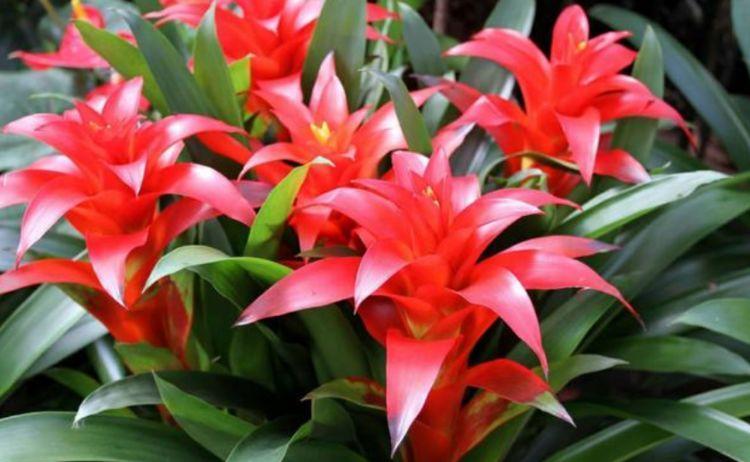 一养就上瘾的“4种花”，被称为花卉界的劳模，开花漂亮一年不停