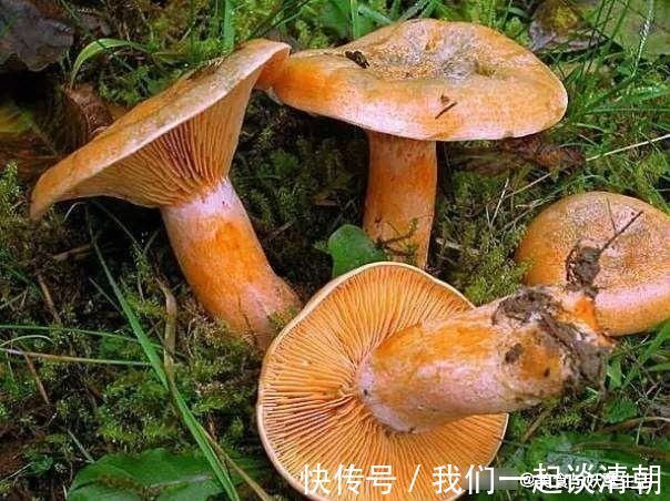 营养|山间这种野味,被誉为“最佳保健品”简单一炒就出锅,好吃又营养