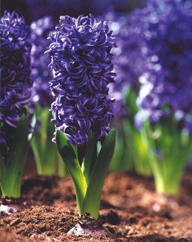 长长“蓝莓”挂枝头，晒晒太阳开出满枝花，原来它是风信子