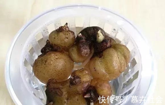 支撑架|3种花养不好“别放弃”,直接扔水里,10天就生根,比绿萝还好养