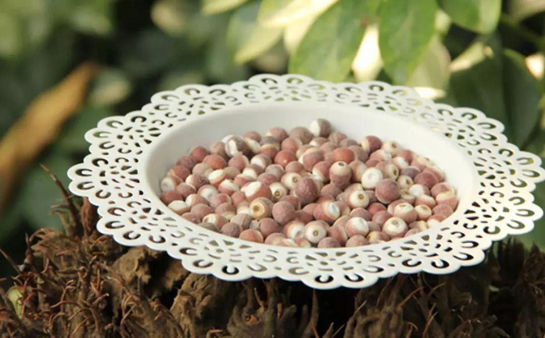 莲肉|了解一味中药——芡实