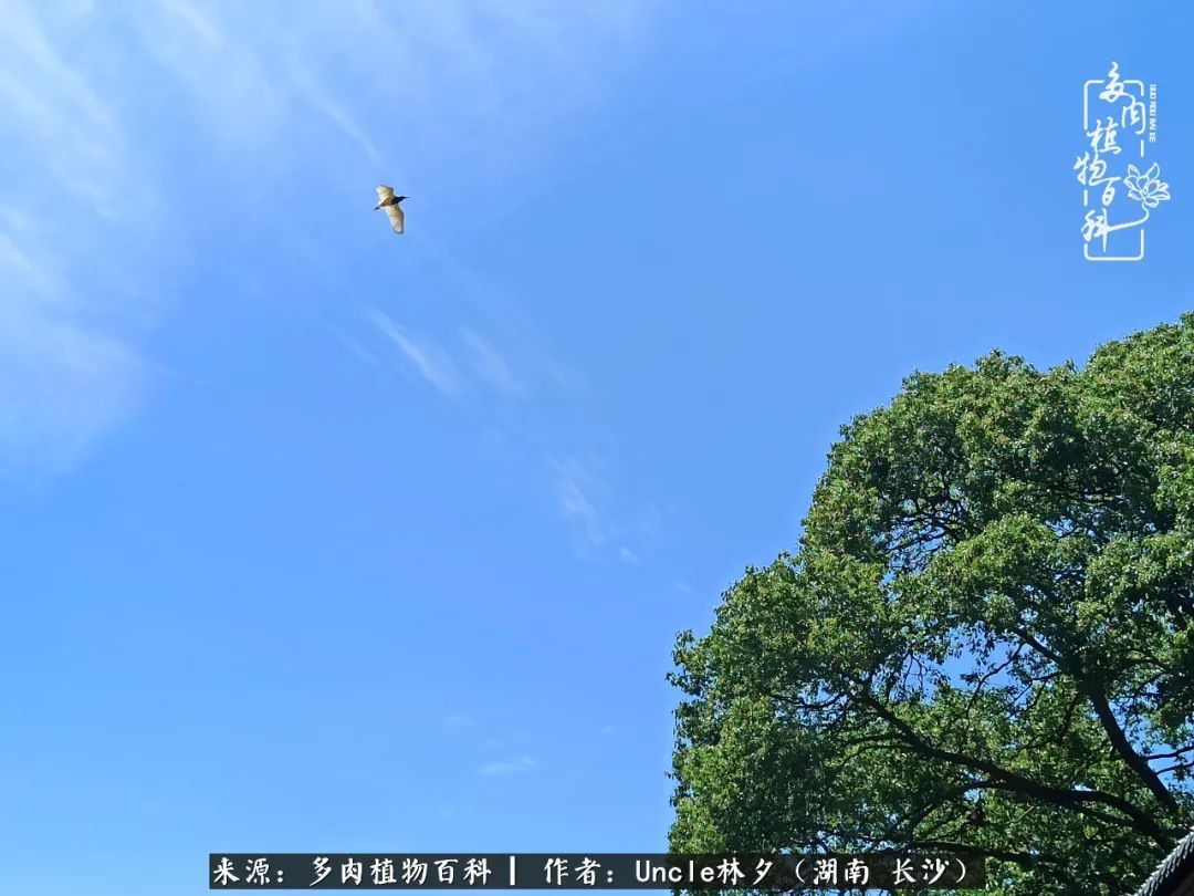 多肉植物|多肉庭院慢生活种一片多肉,喝一杯果酒,泡一壶清茶!
