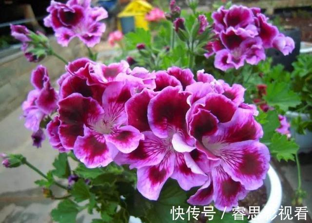 养花还买花肥？家里的此几样“垃圾”扔盆里，植物叶油绿、开花艳