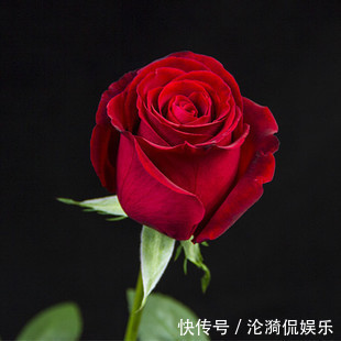 玫瑰园|学学超级玫瑰卡罗拉的养护方法，拥有一个属于自己的玫瑰园吧！