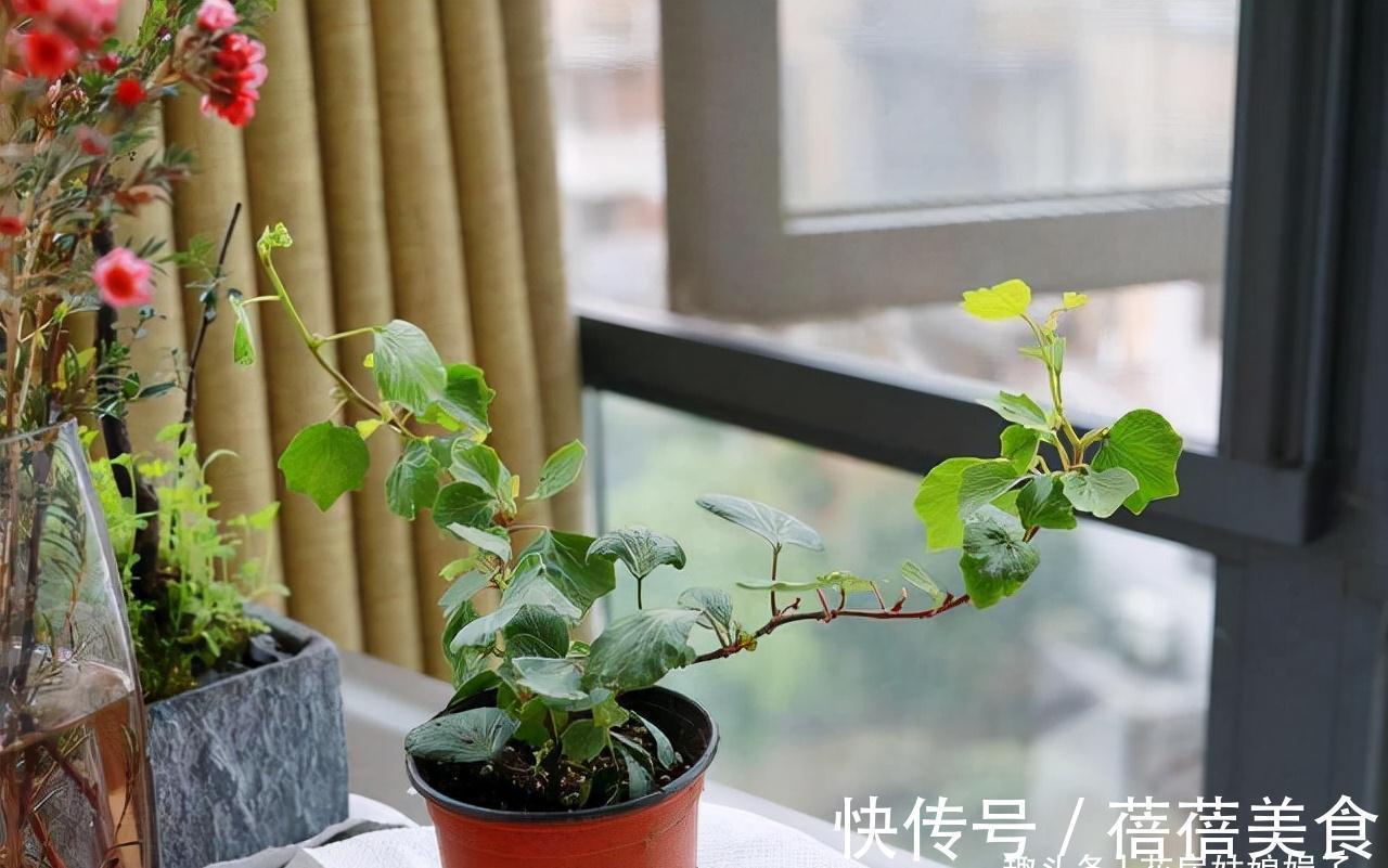 家居空间小没地方养花?16种适合吊养的花,小空间养花的必备良品