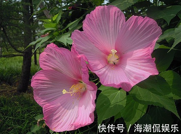 有1种花朵，能长的脸一样大，而且十分好养活，花友不妨快养一盆