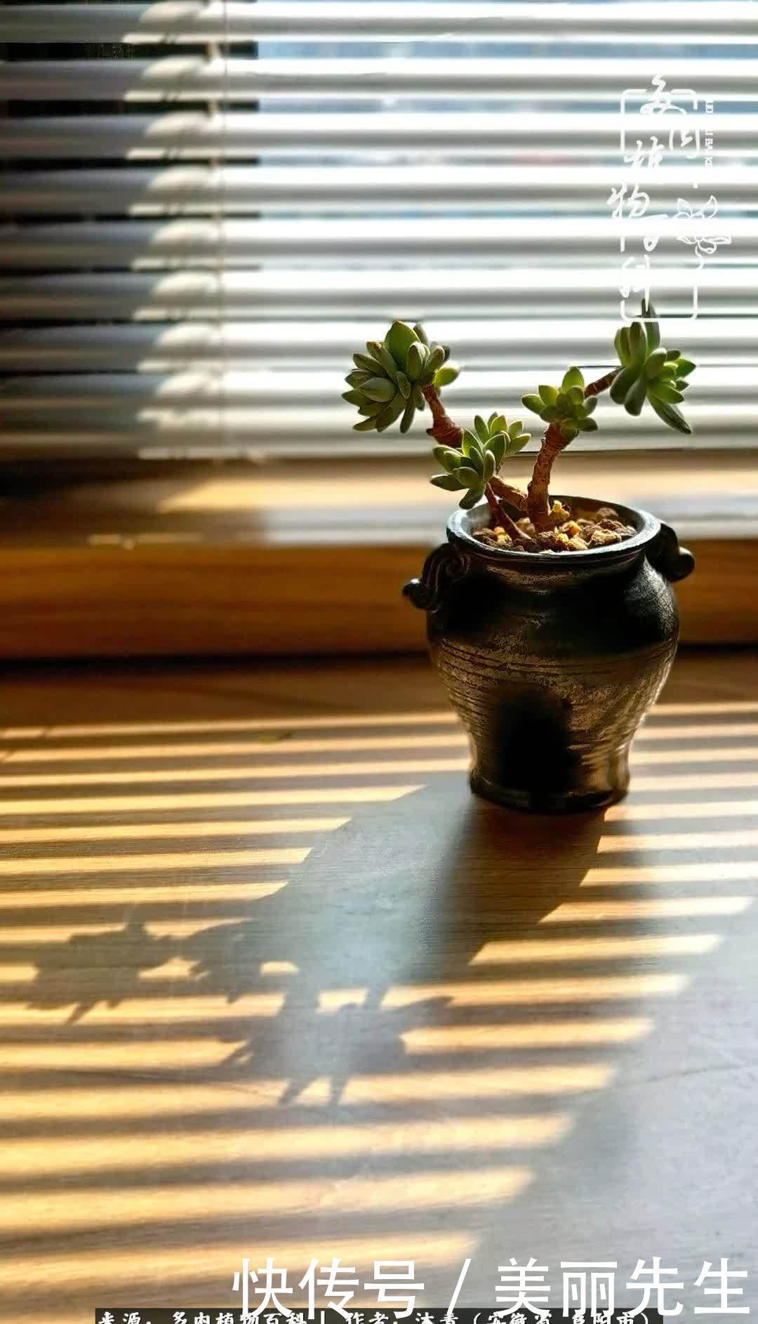 多肉——入了我的时光画卷！