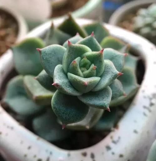  紫竹吊兰|养这三种吊兰，美翻你的客厅，随便一插就能活，根本不用买