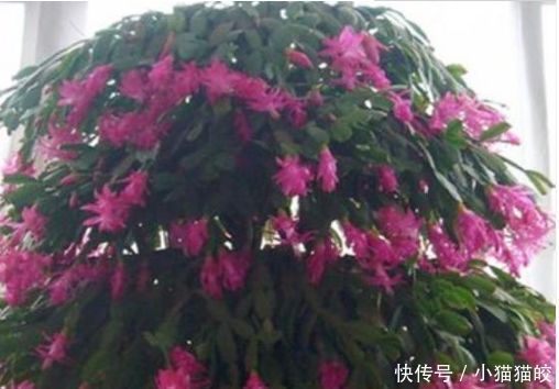 2种花,一根枝条插盆里就活,开花漂亮又好养,家家必备