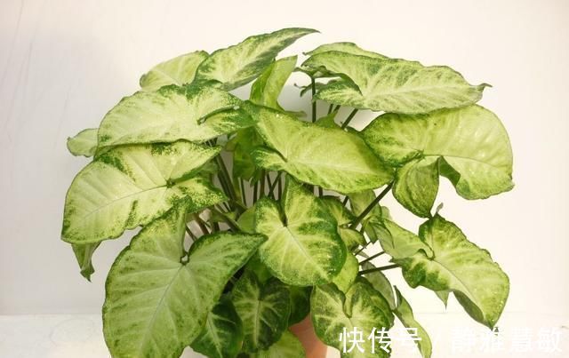 花花爱花草|不会养花的花友们,就养这几种,养不好算我输