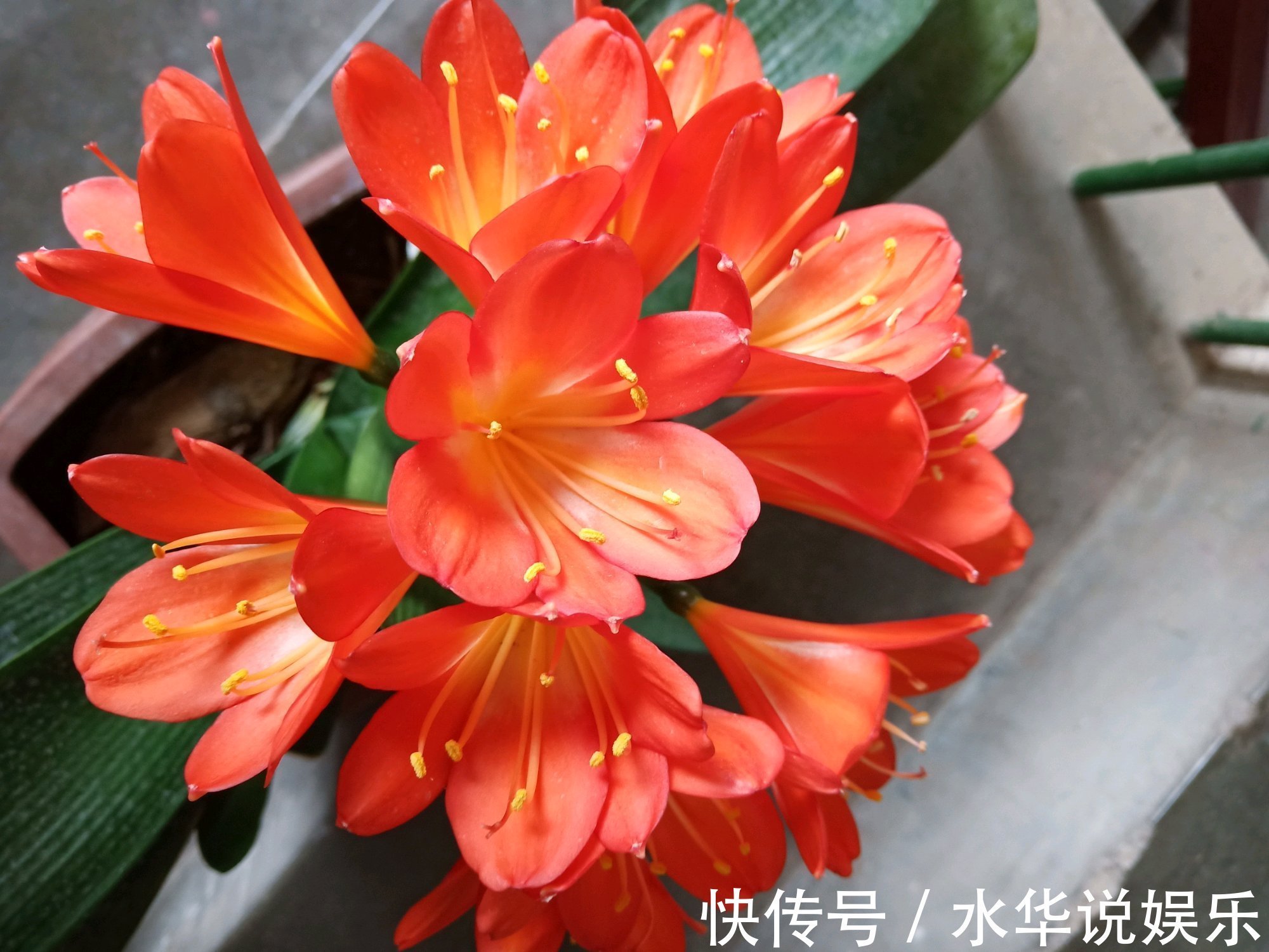 君子兰根部冒出小芽怎么办只需5个步骤,一盆变多盆很简单