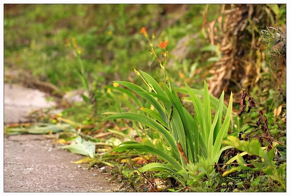 玉簪花|浅谈“6种”宿根花卉,好看好养,观赏性强绿化带很常见