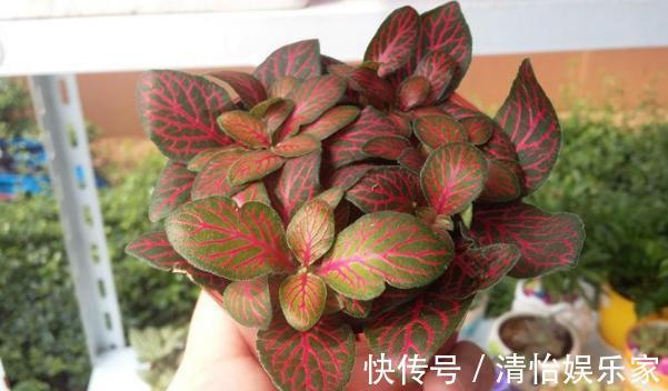 成本|花农养花为啥成本这么低学会用小苏打,几十盆都花不了2块钱