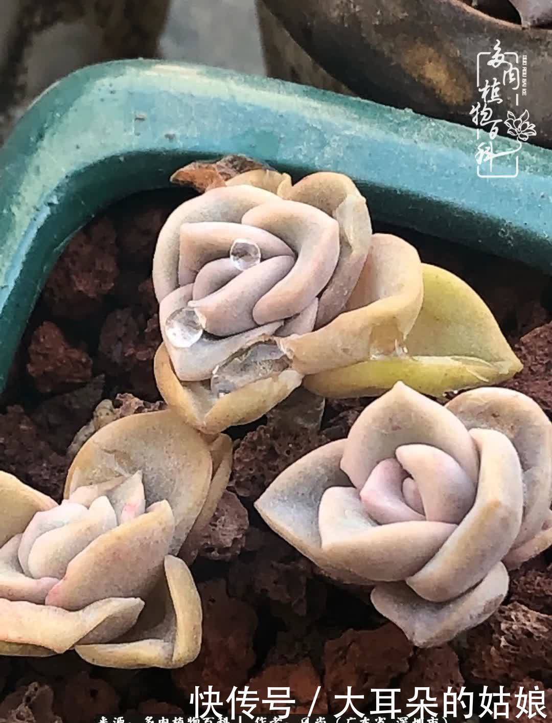 春风化雨,润物无声,爱上多肉,欲罢不能!