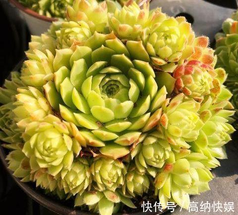 漂亮的多肉怎么养掌握“小技巧”，个个肥嘟嘟，状态美美哒