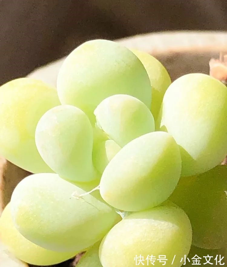 红稚莲|以阳光为滤镜,蓝天为背景,期待拥抱春天,拥抱自然!