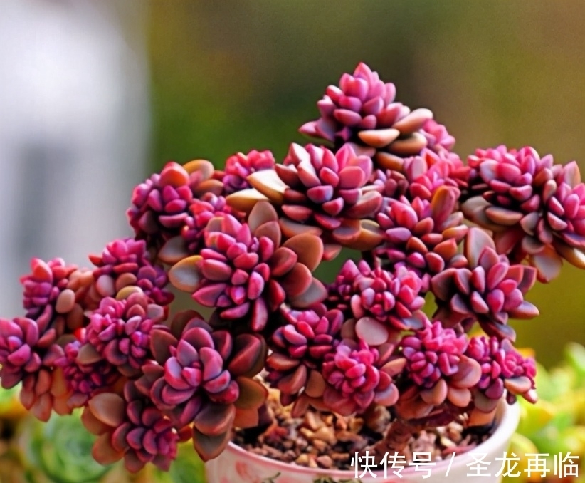 养多肉有“3大瘾”,如果全具备,才是真正的“多肉迷”