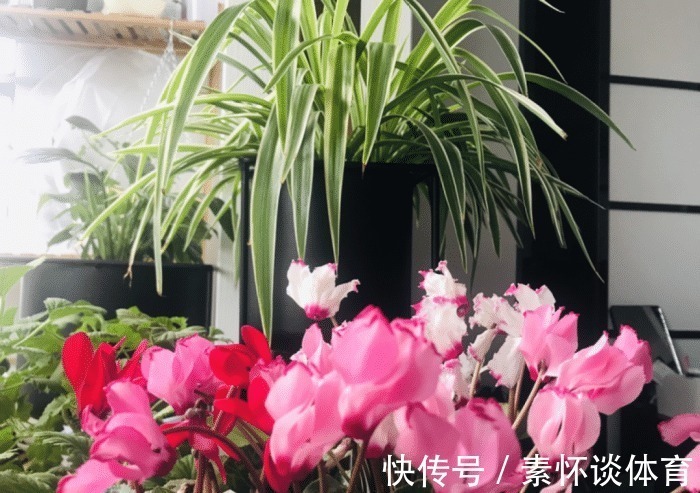 枯黄|家里有此7种花,少浇水不能晒,天热要休眠早看早知道