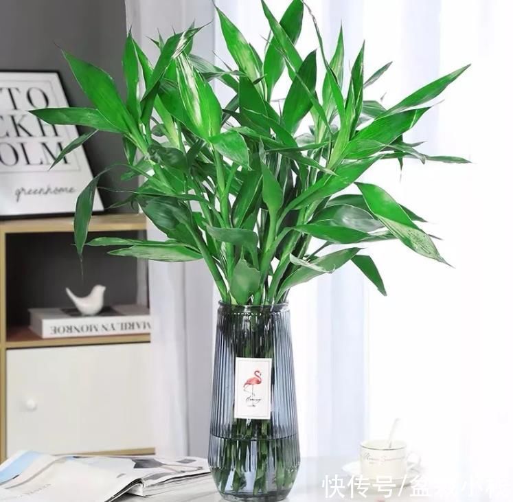 植物|建议大家:客厅里摆放4种花卉,比装挂画实用,养眼且大气