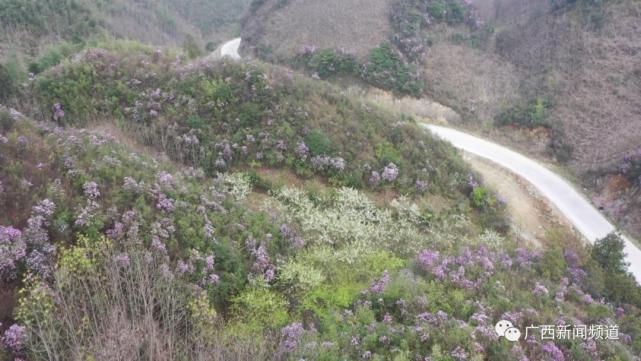 龙胜伟江杜鹃花漫山遍野惹人醉