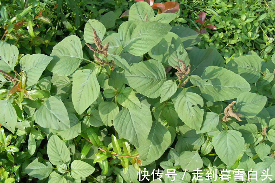 野果|入侵我国多地泛滥,家畜食用经常中毒,如今却成了“高端”野菜