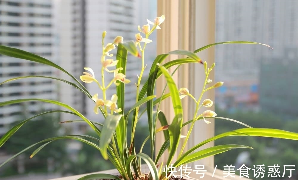 适合新手养的兰花：种植技巧，学会这几步，大获丰收不是梦