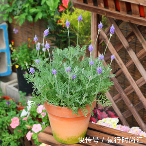 卧室养花,就养几种“健康”花,空气清新促睡眠,一觉睡到大天亮