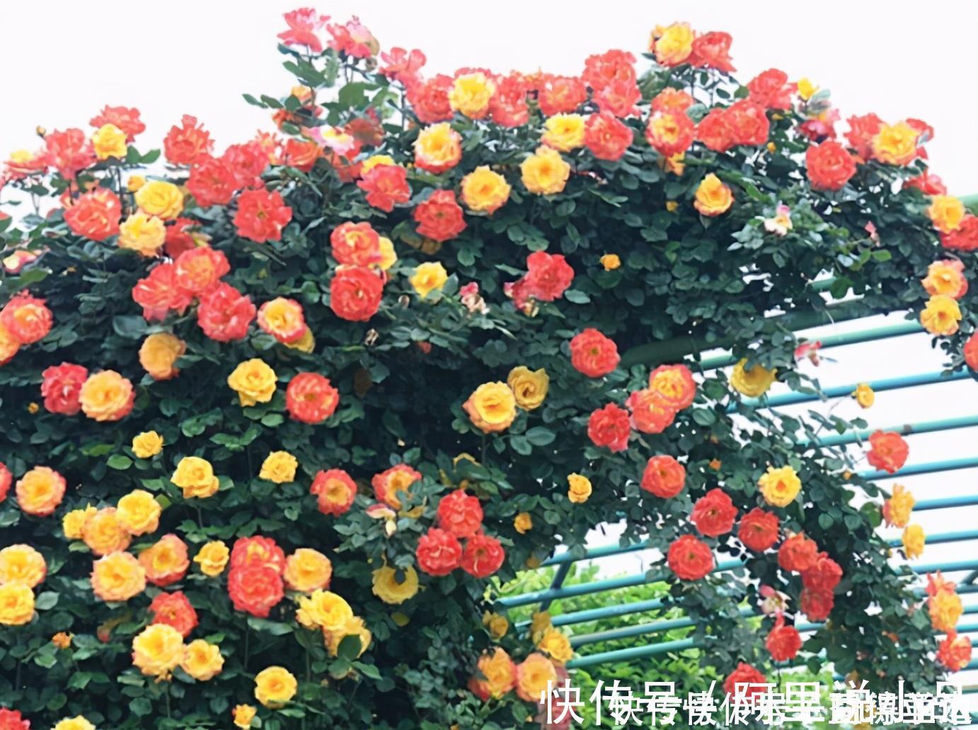 院子|为什么说院子里要有藤本月季?看过上百个小院,我羡慕了