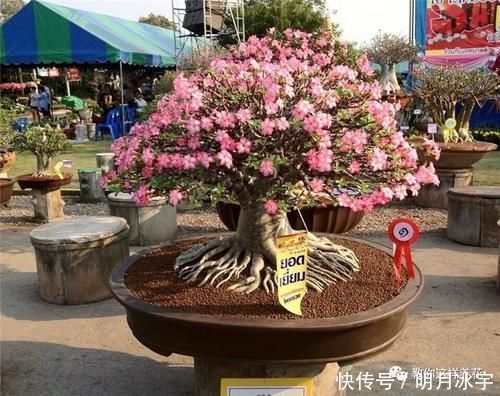 3种花儿“死不了”,花期特别长,一开几个月,是盆栽佳品!