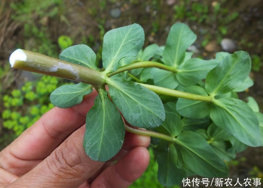 牛羊|俗称“五朵云”，除新疆西藏外全国分布，牛羊不吃老中医却最爱