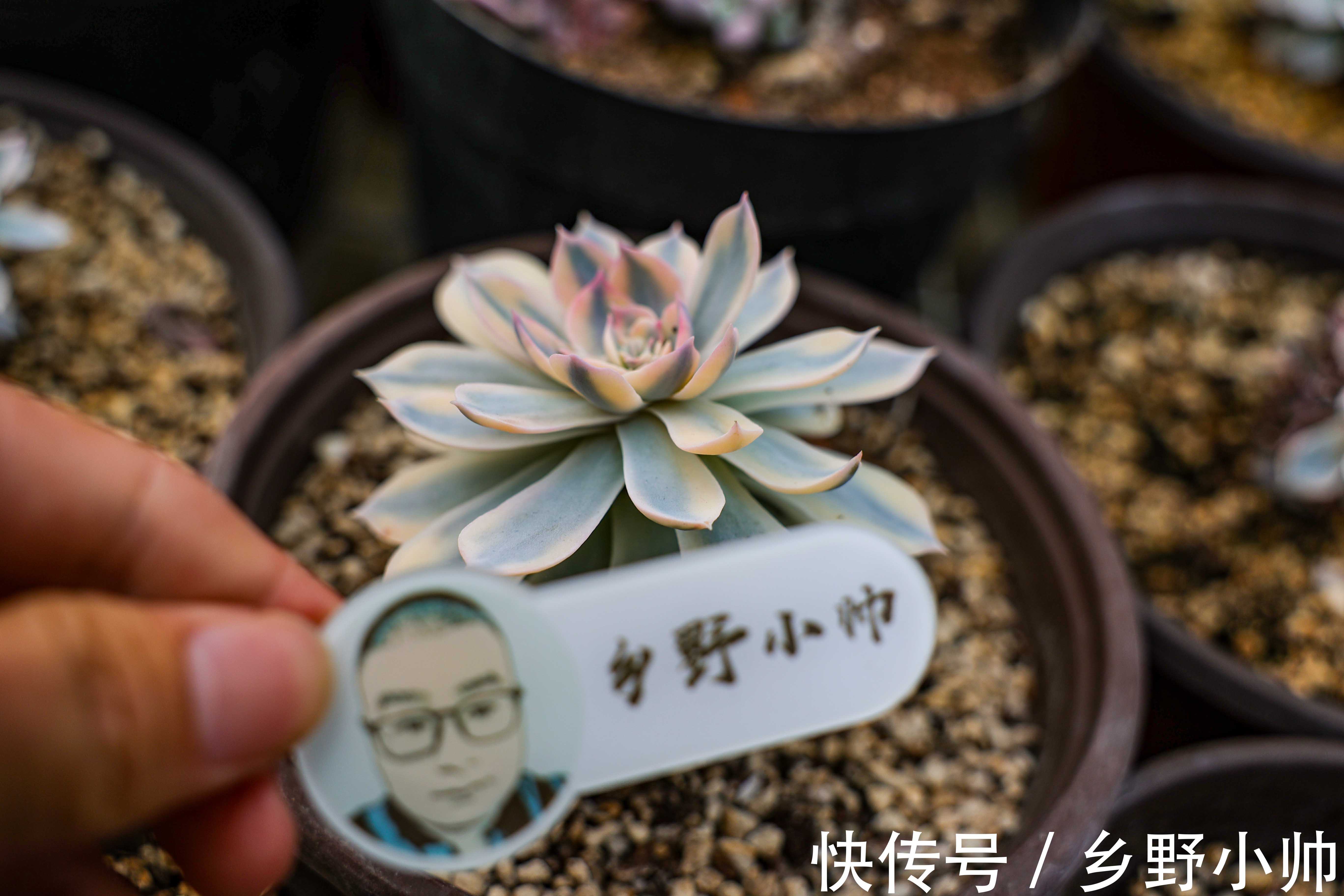 视频引发热议,小帅介绍皮氏锦正确养护姿势 ,四季都在生长的多肉