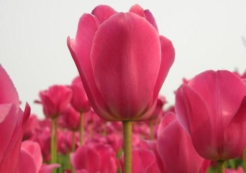 4种耐寒花,零下5度都冻不死,冬季不用搬到室内