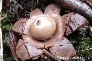 男子在野外发现一朵不一样的花, 触碰后还会喷出烟雾