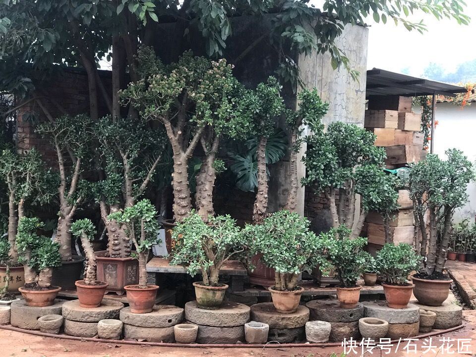花卉|适合新手的花卉“白名单”，这5种花怎么养都能活，越养越自信