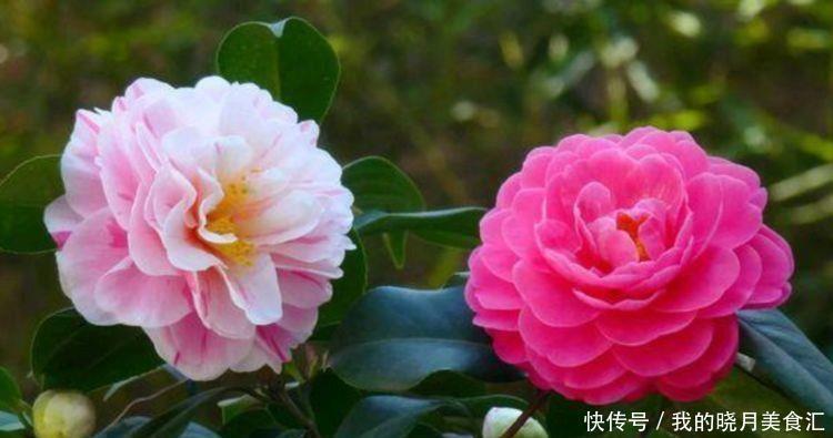 牡丹|几款花卉最适合新手养殖，花大色艳，养在家中香飘满屋