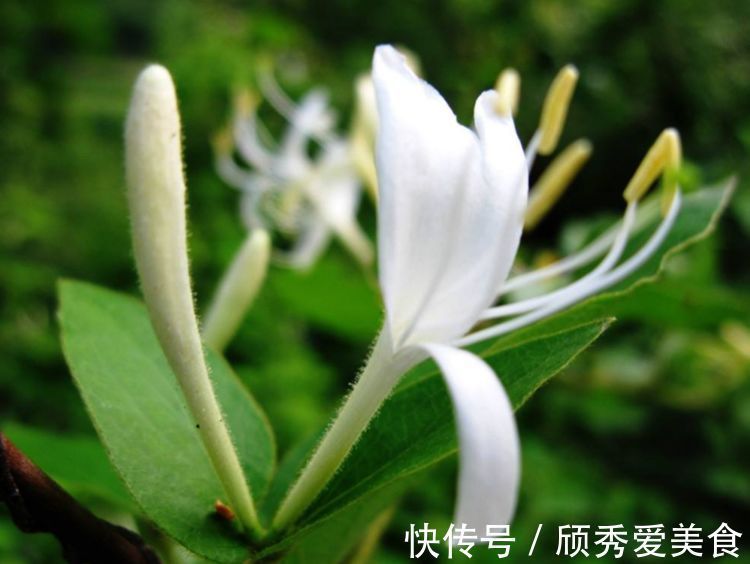 栀子花|美貌花卉，养一盆，香飘满屋，大自然赐予的“天然空气清新剂”