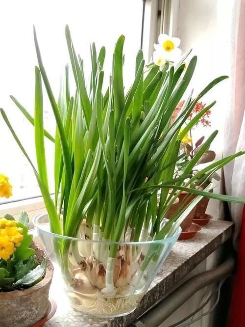 吊兰|4种花仙气飘飘，家里养1盆，气质出众，上档次！