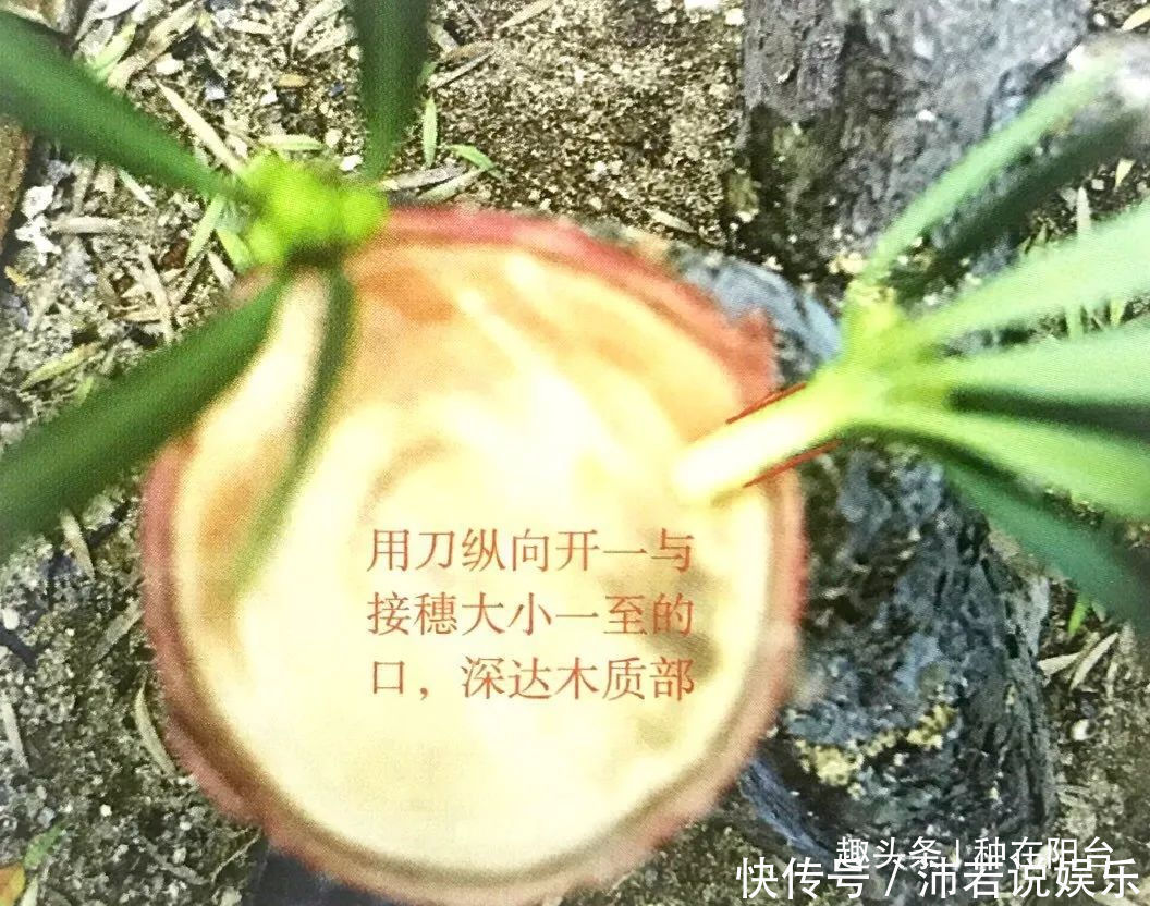 罗汉松芽|罗汉松芽接案例分享,台长教你玩出别出心裁的岭南盆景!