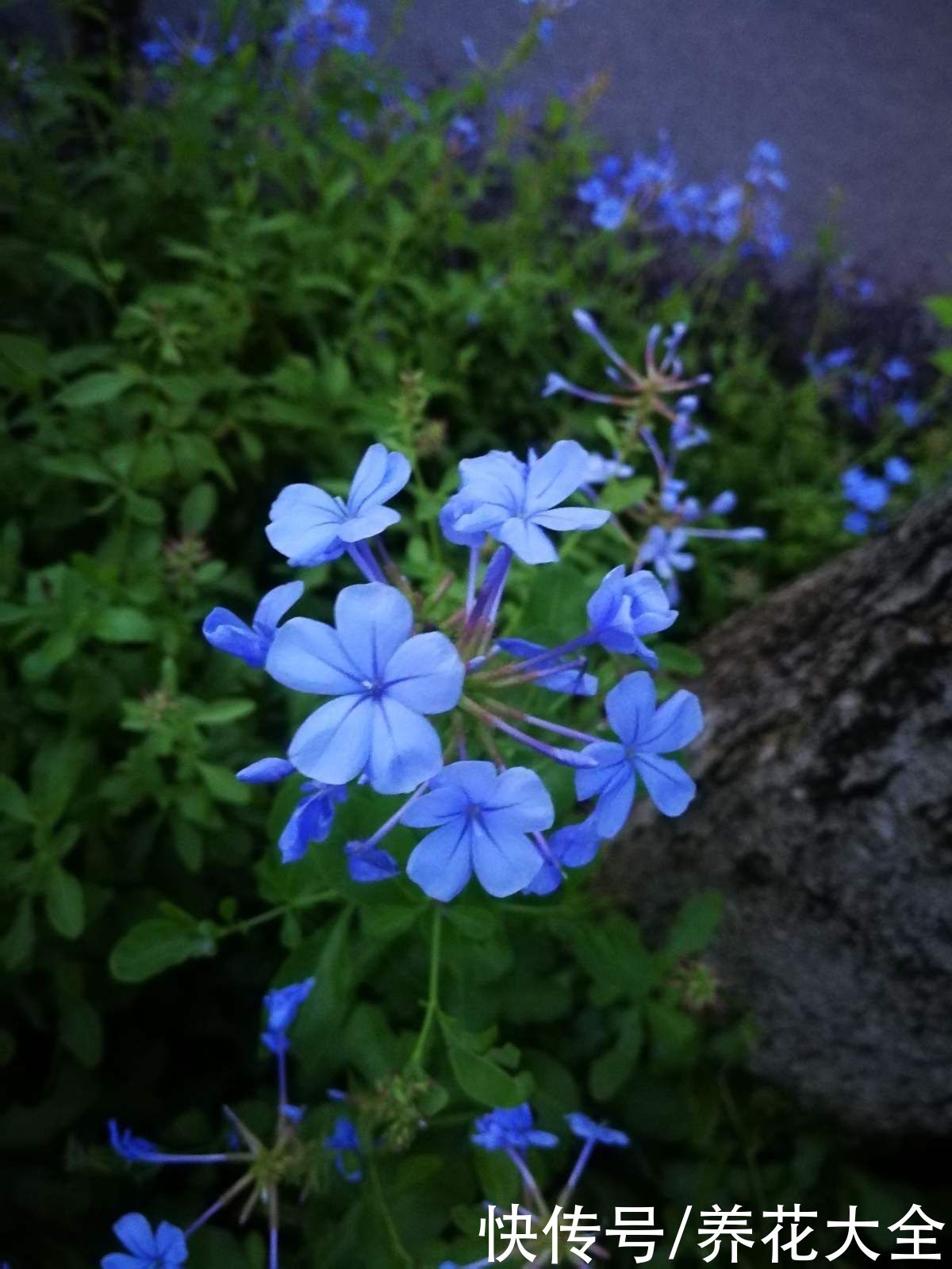 蓝雪丹|天气太热养不活花？试一试3种花！好看好养还耐热