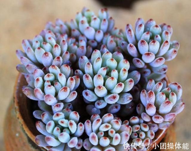 11种“肉圈”里常用的专用术语,想养好多肉,你必须了解!