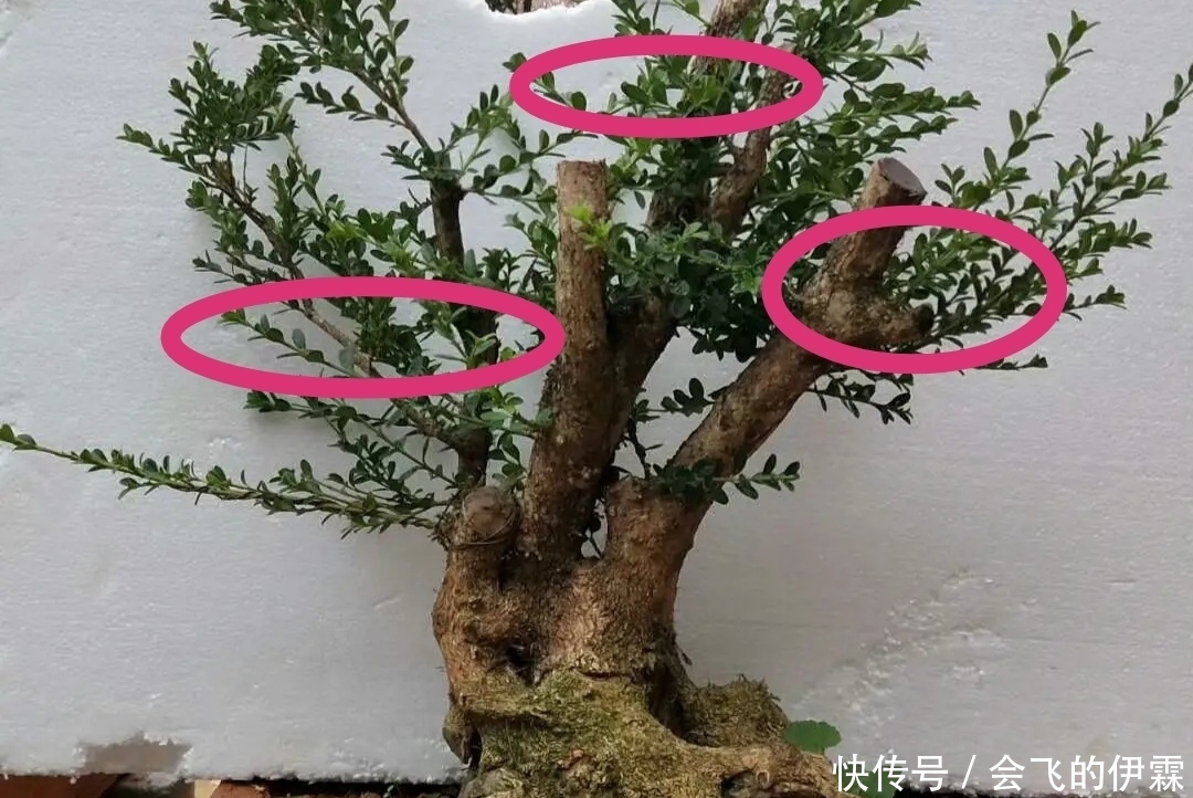 没有正确的取势，无法确定盆景造型，了解这3点，可选最佳造型